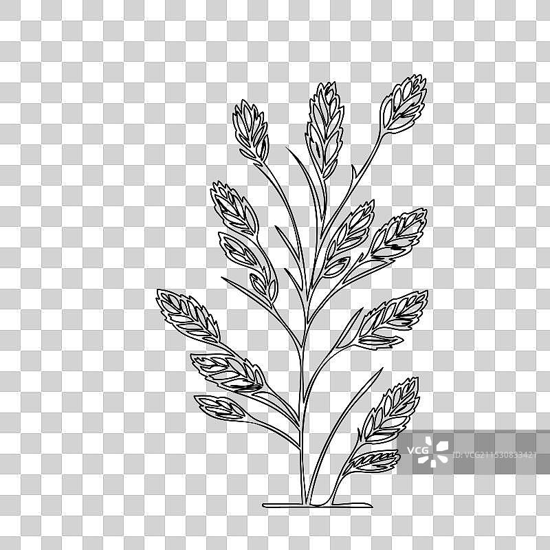 石南花植物素描轮廓图片素材