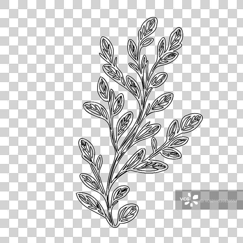 石南花植物素描轮廓图片素材