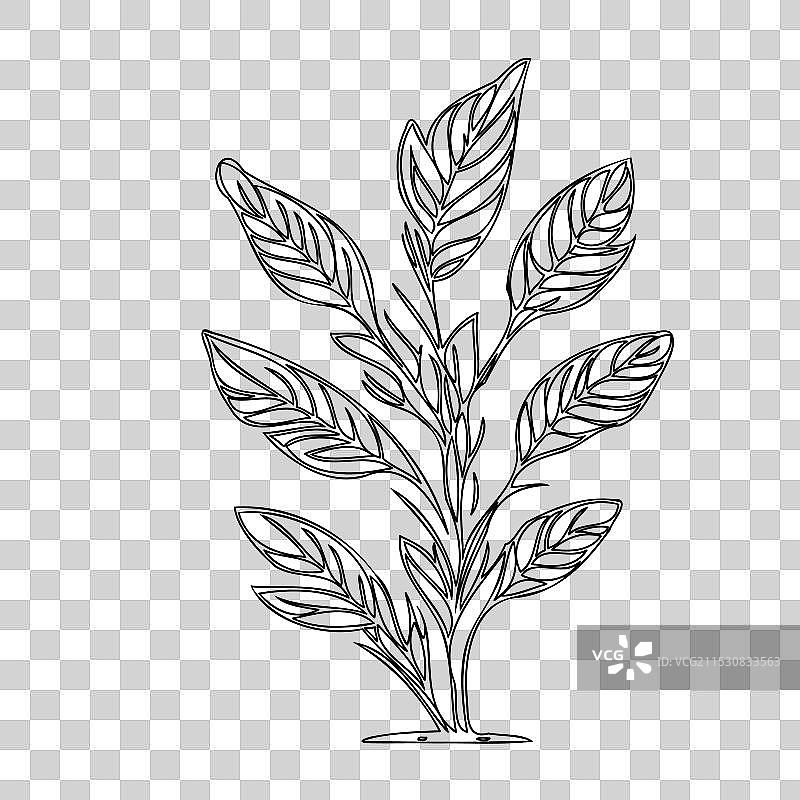 石南花植物素描轮廓图片素材