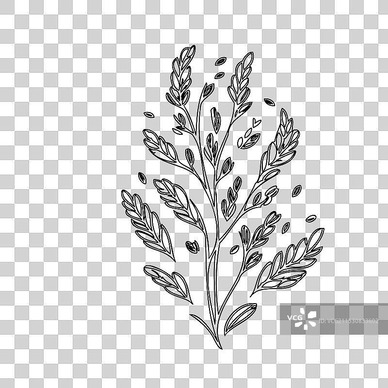 石南花植物素描轮廓图片素材