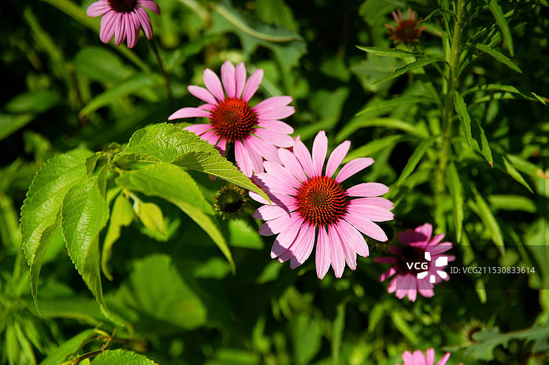 粉色联动图片素材