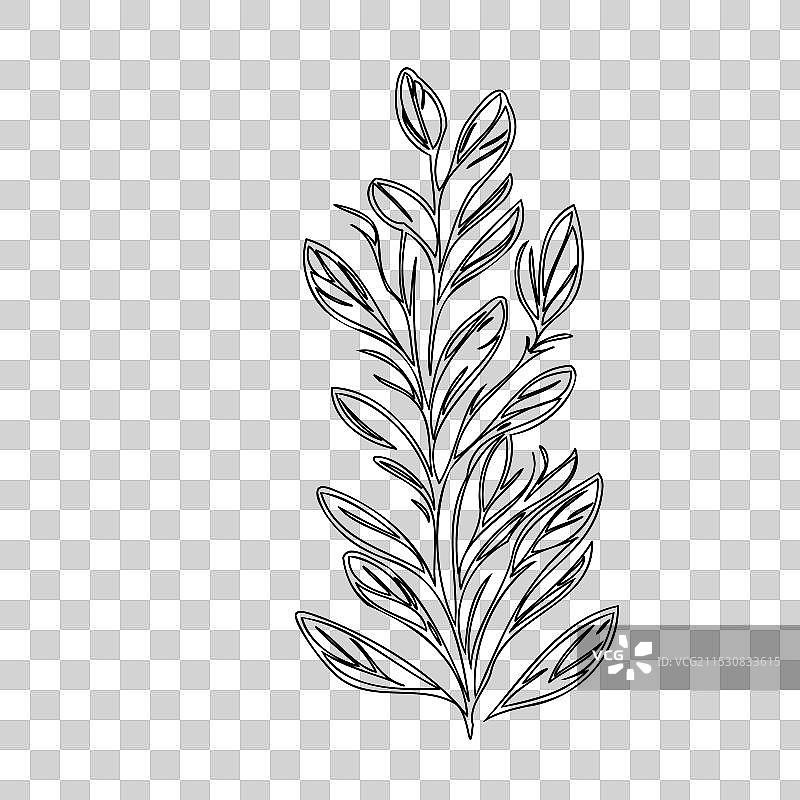 石南花植物素描轮廓图片素材