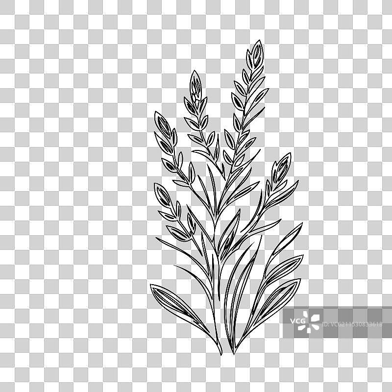 石南花植物素描轮廓图片素材