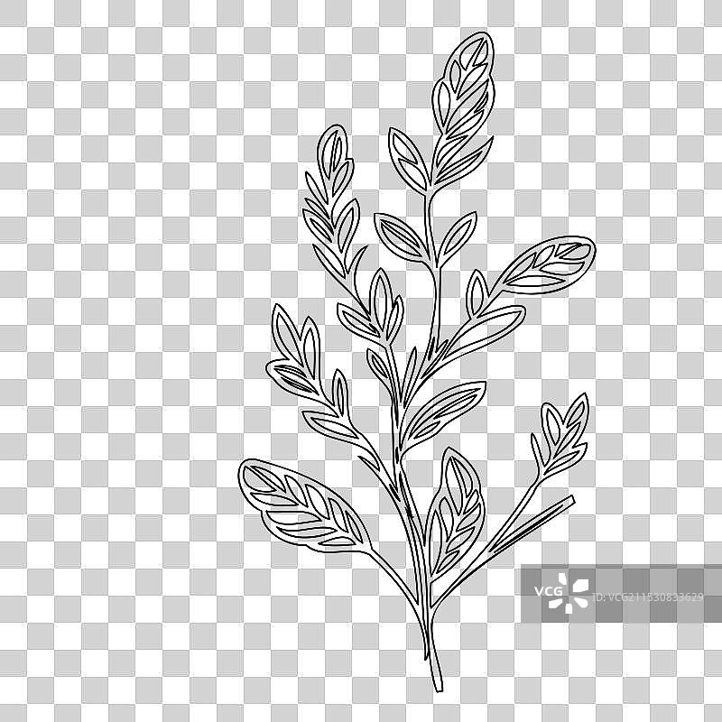 石南花植物素描轮廓图片素材