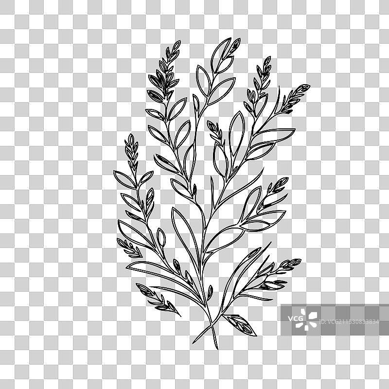 石南花植物素描轮廓图片素材