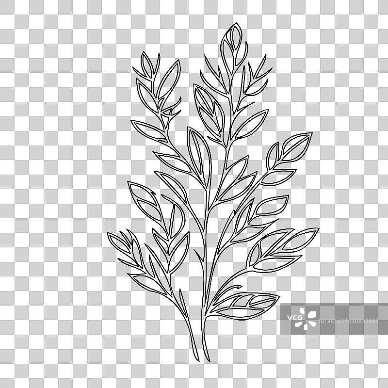 石南花植物素描轮廓图片素材