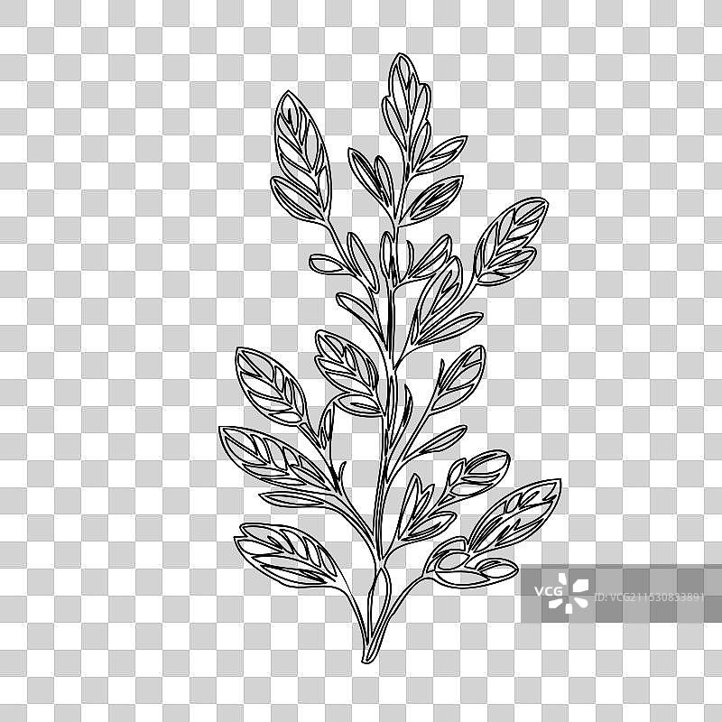 石南花植物素描轮廓图片素材