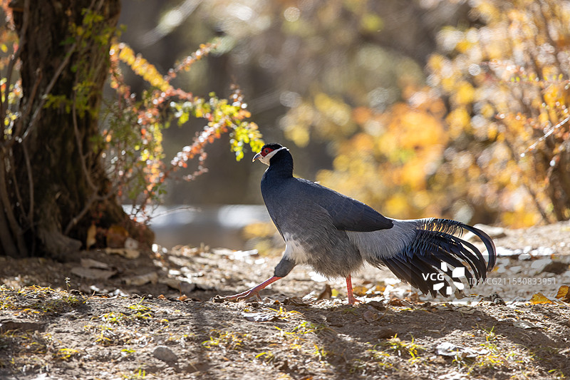 藏马鸡图片素材