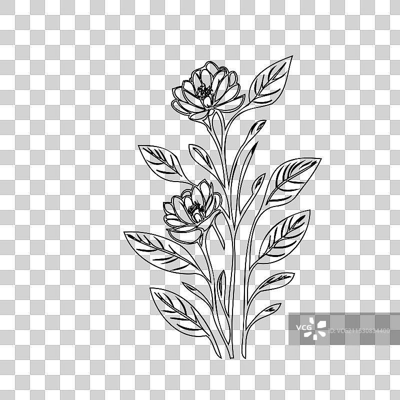 紫丁香花植物素描轮廓图片素材