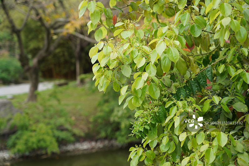 树叶图片素材