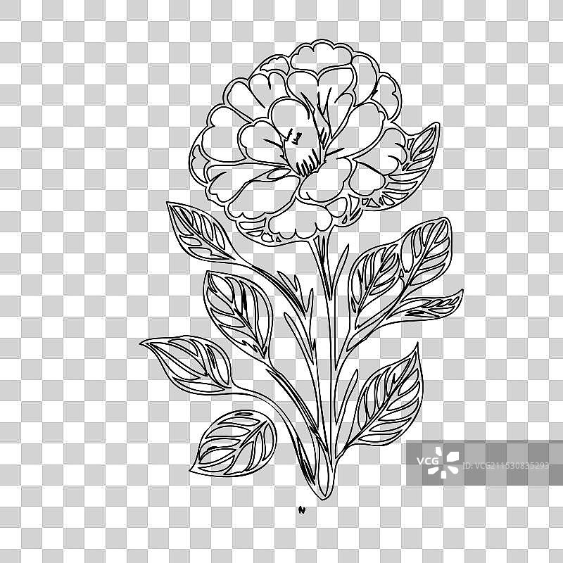 报春花植物素描轮廓图片素材