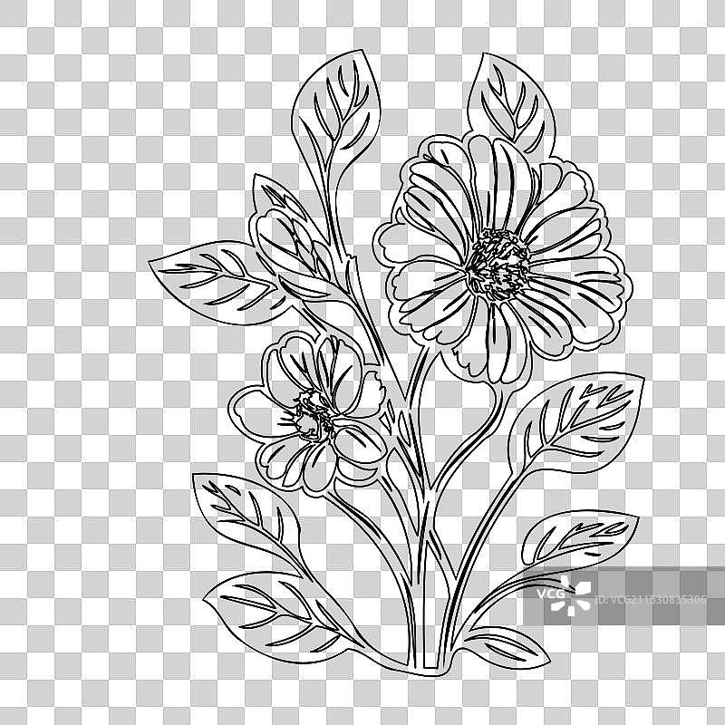 报春花植物素描轮廓图片素材
