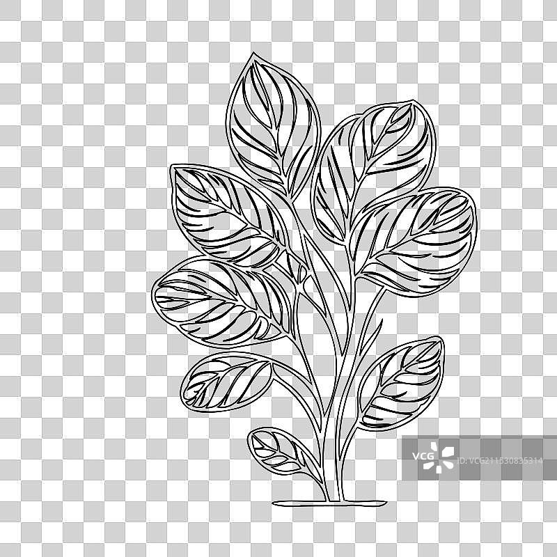 报春花植物素描轮廓图片素材