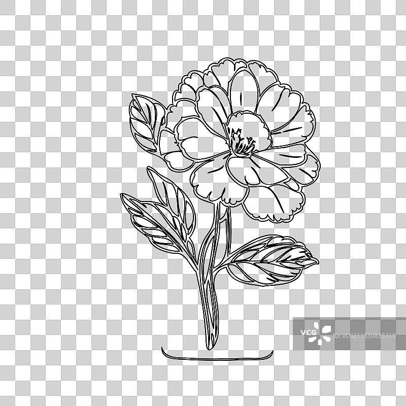 报春花植物素描轮廓图片素材