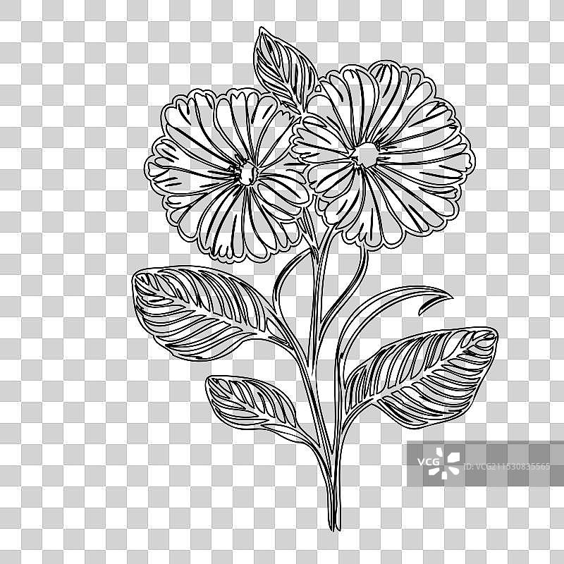 报春花植物素描轮廓图片素材