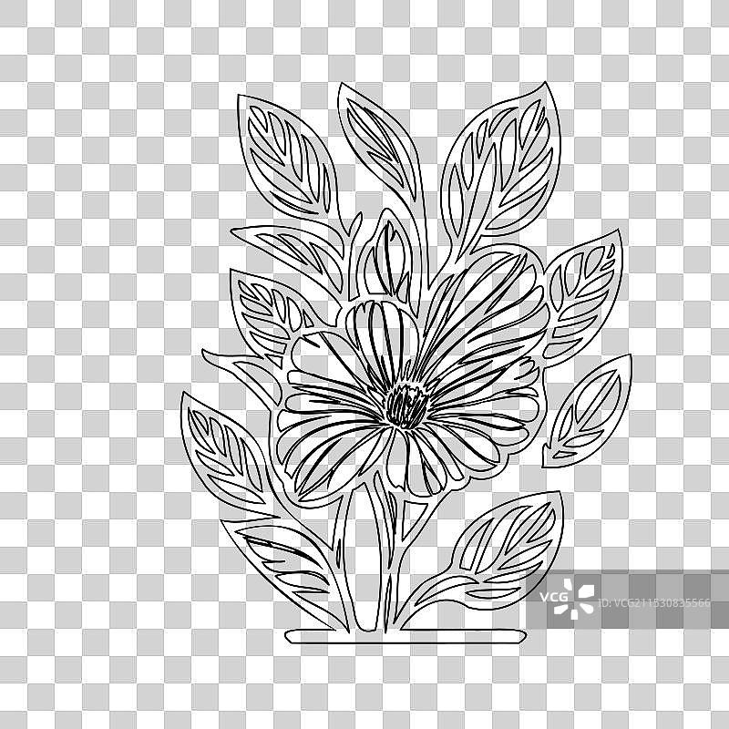 报春花植物素描轮廓图片素材