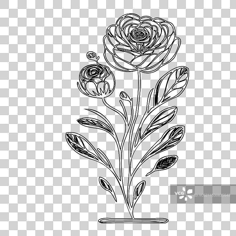 毛茛花植物素描轮廓图片素材