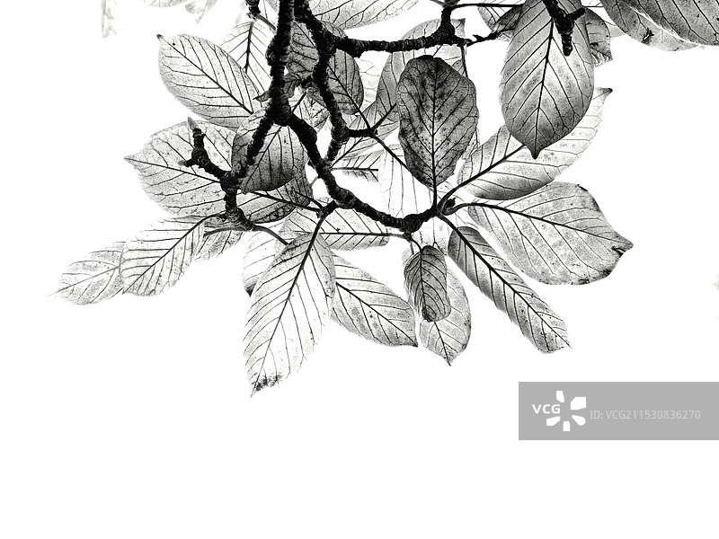 白色背景下树叶的特写镜头图片素材