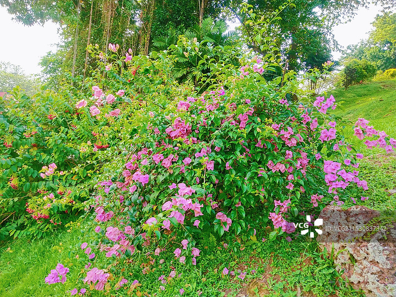 园内有花植物景观图片素材