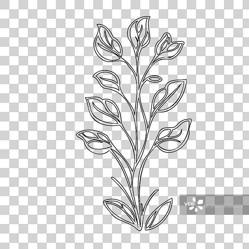 甜豌豆花植物素描轮廓图片素材