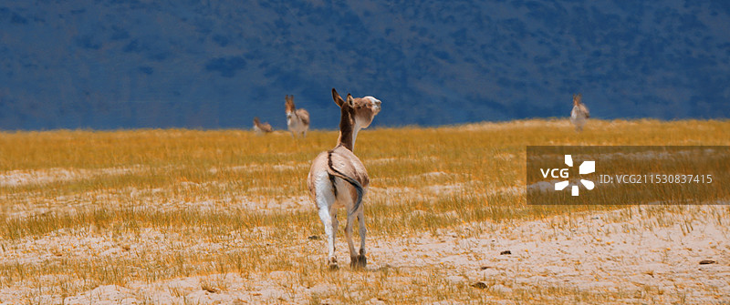 藏野驴图片素材