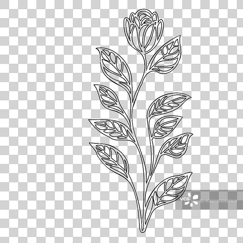 甜豌豆花植物素描轮廓图片素材