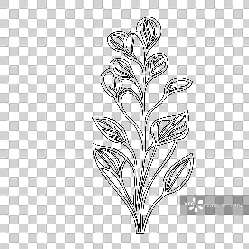 甜豌豆花植物素描轮廓图片素材