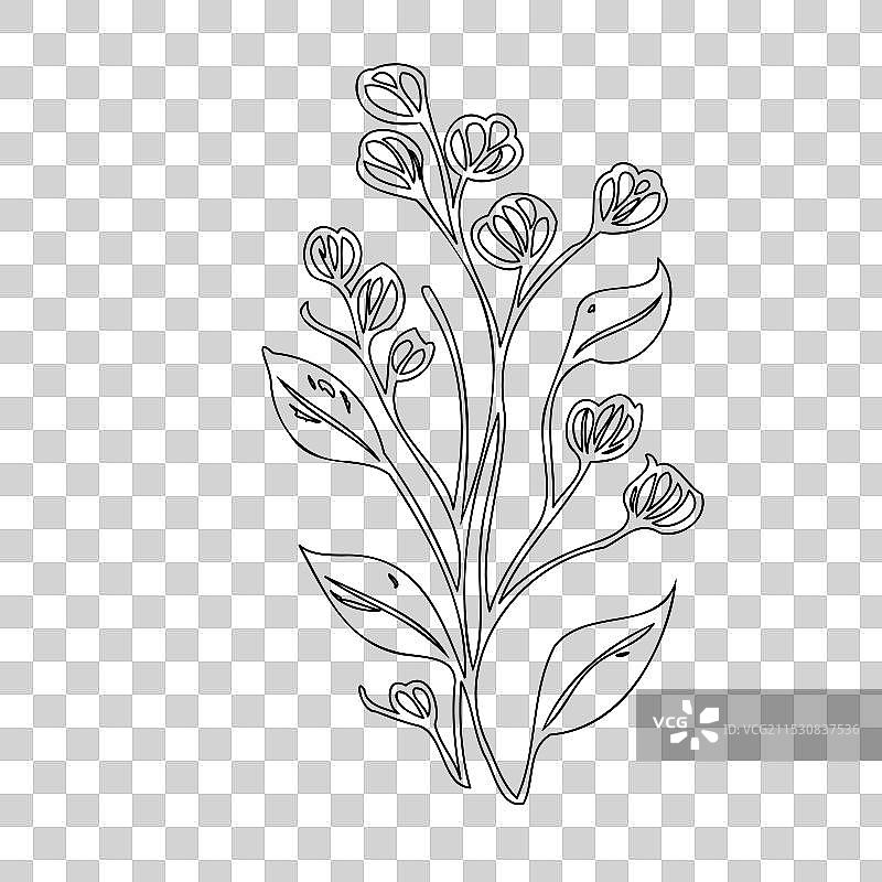 甜豌豆花植物素描轮廓图片素材