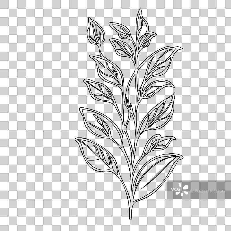 甜豌豆花植物素描轮廓图片素材