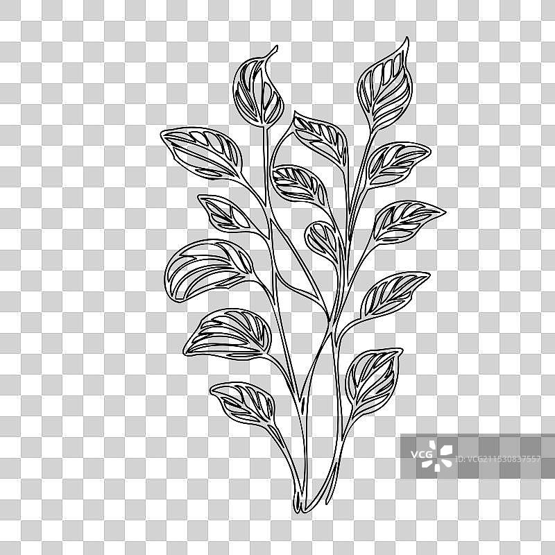 甜豌豆花植物素描轮廓图片素材