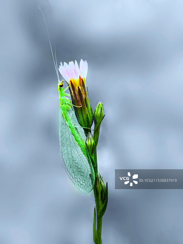 草蜻蛉之冬吟图片素材