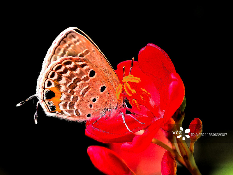 黑色背景下蝴蝶的特写镜头图片素材