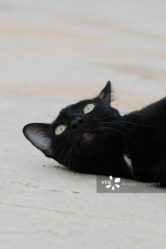 黑猫躺在地板上的画像图片素材
