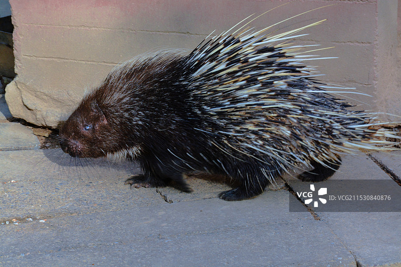 青海西宁野生动物园豪猪图片素材