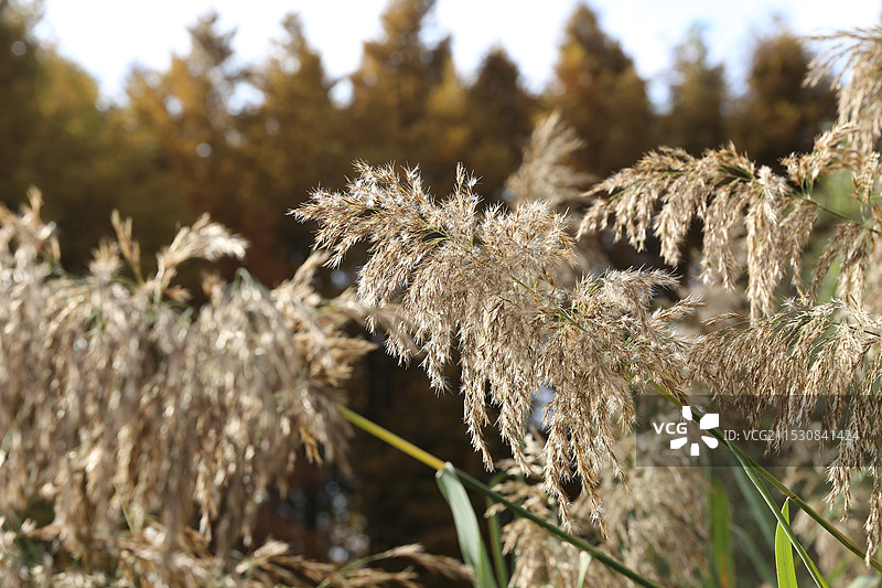 芦苇花序图片素材