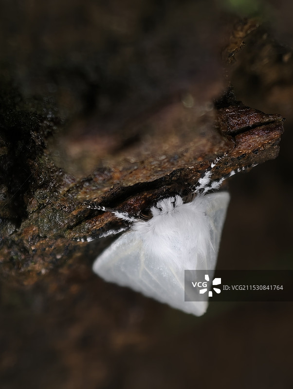 一直白蛾图片素材