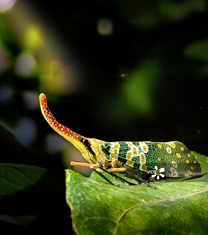 叶上昆虫特写镜头图片素材