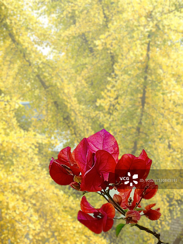 秋天的色彩图片素材