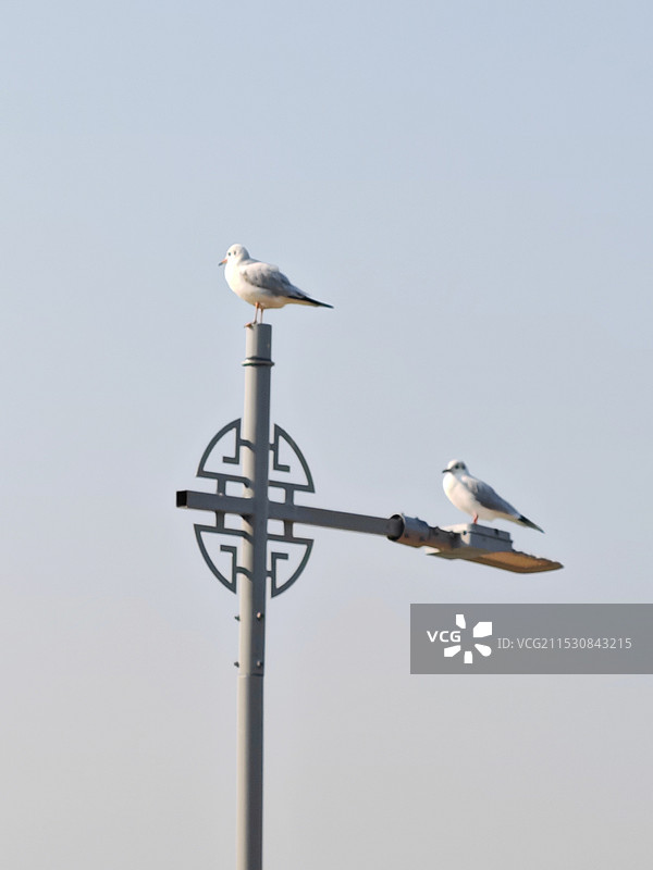 红嘴鸥图片素材