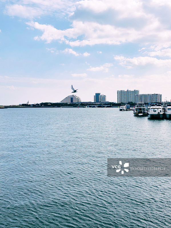 日照，海，海鸟图片素材