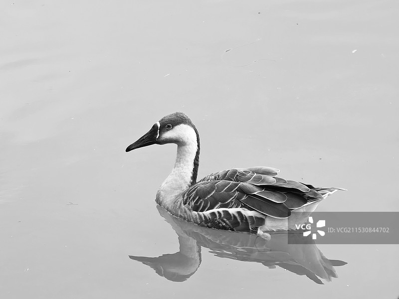 鸭子在湖中游泳的特写镜头图片素材