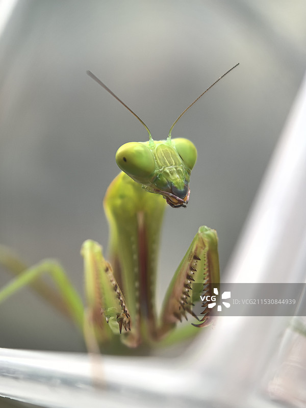 植物上的昆虫特写镜头图片素材
