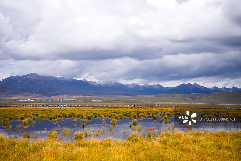 花湖——湿地、水鸟、野花和风光图片素材