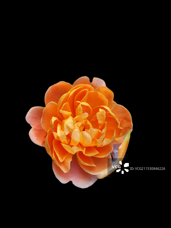 黑色背景下的花朵特写镜头图片素材