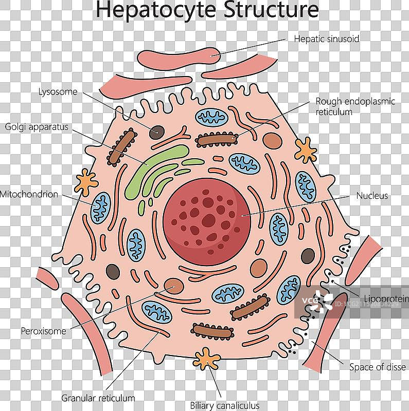 肝细胞结构图 医学科学图片素材