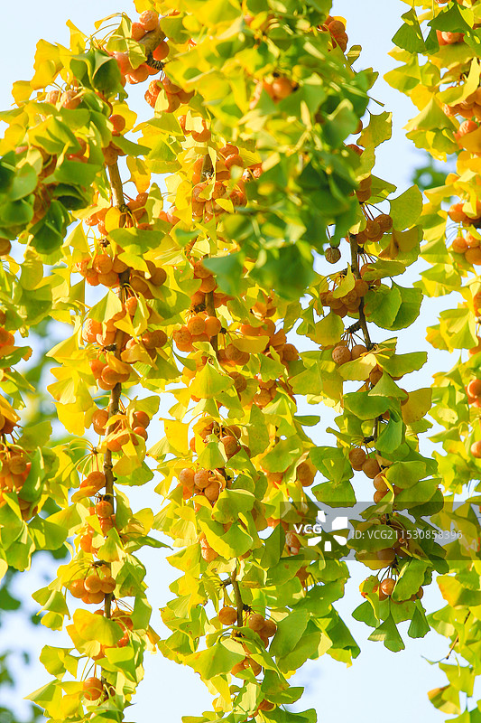 银杏果图片素材