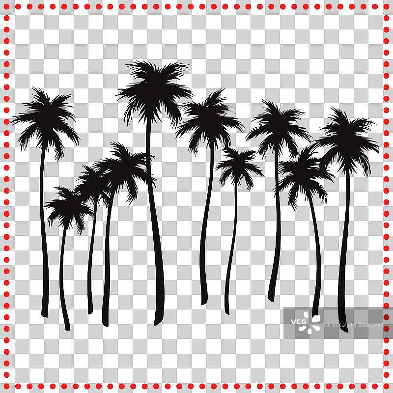 棕榈树的威严：一瞥最高的棕榈树图片素材