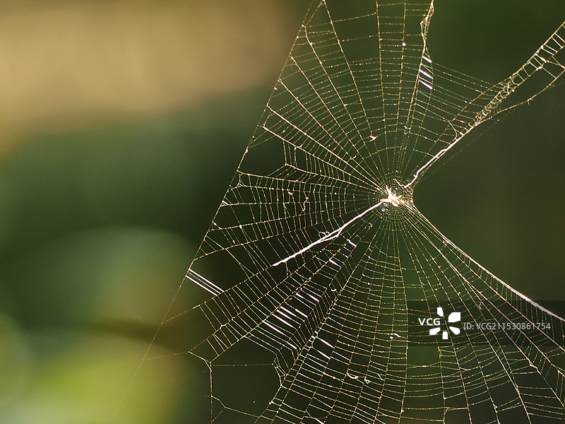 生命是一张悬而未决的网️图片素材