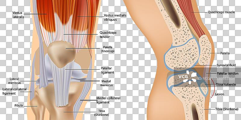 膝关节解剖，包括韧带和软骨图片素材