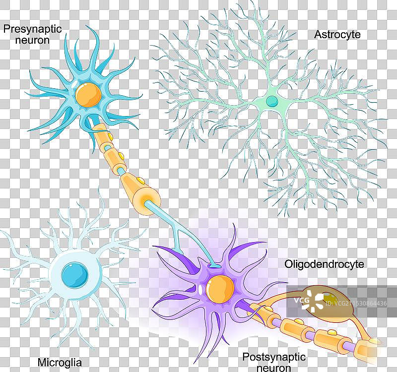神经元和胶质细胞图片素材